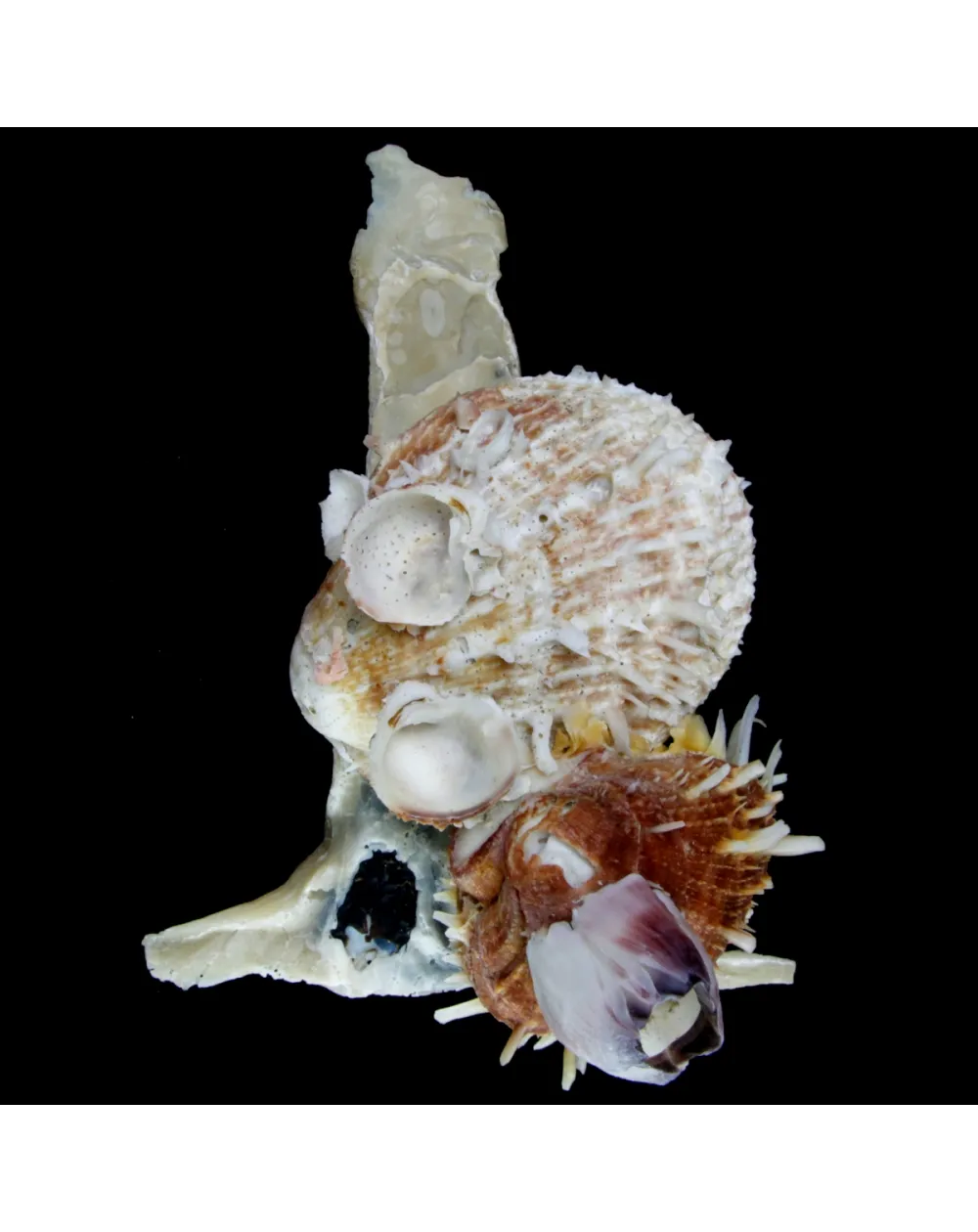 Malleus Albus e Spondylus Variegatus
