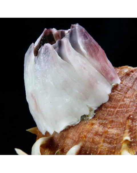 Malleus Albus e Spondylus Variegatus