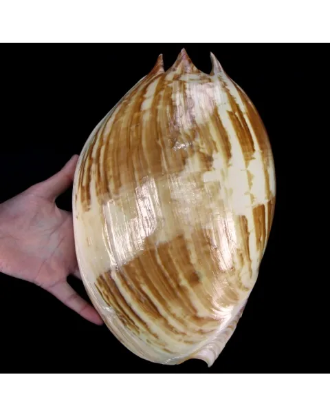 Melo Amphora