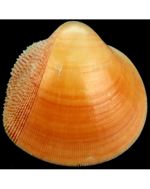 Nemocardium Bechei