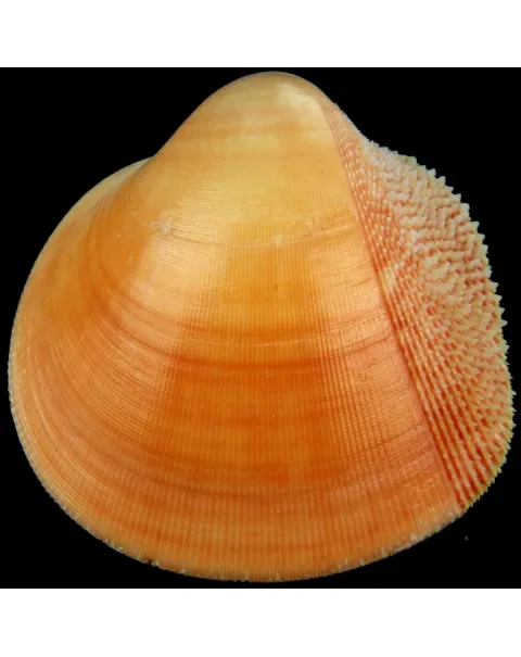 Nemocardium Bechei