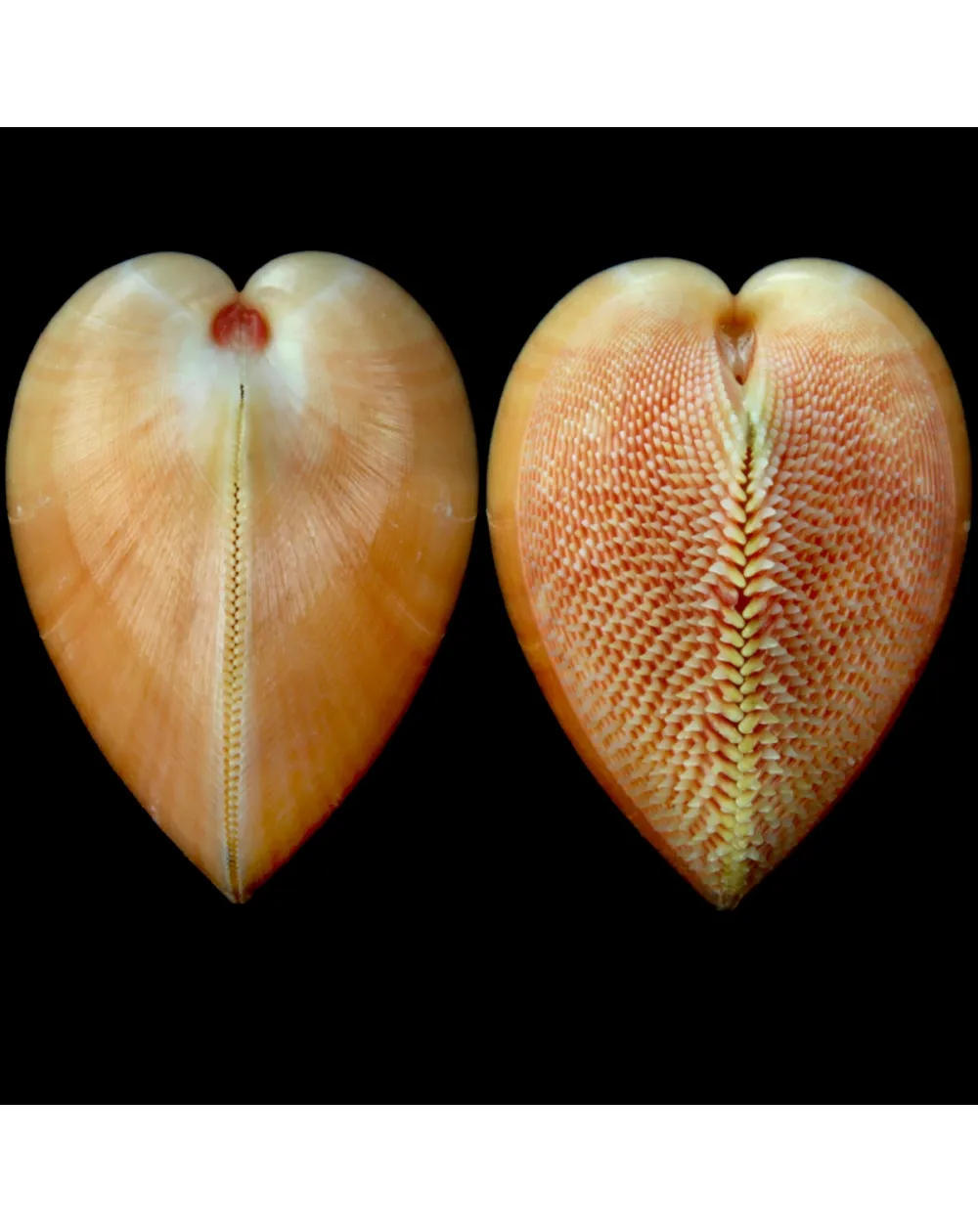 Nemocardium Bechei