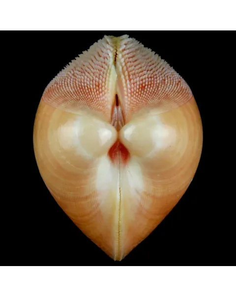 Nemocardium Bechei