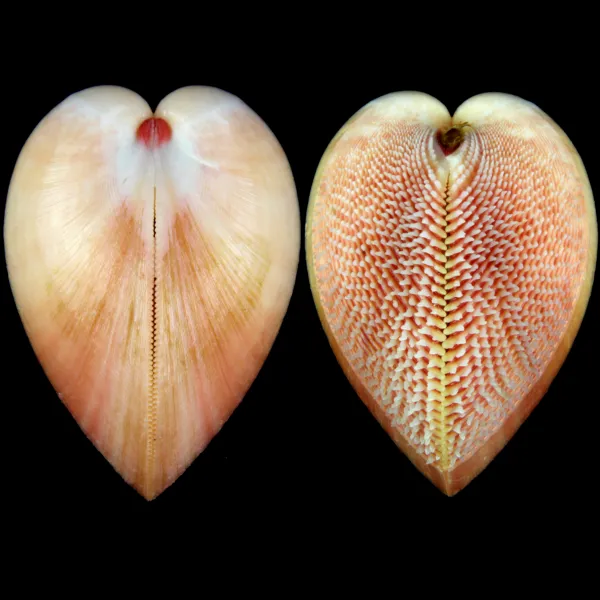 Nemocardium Bechei