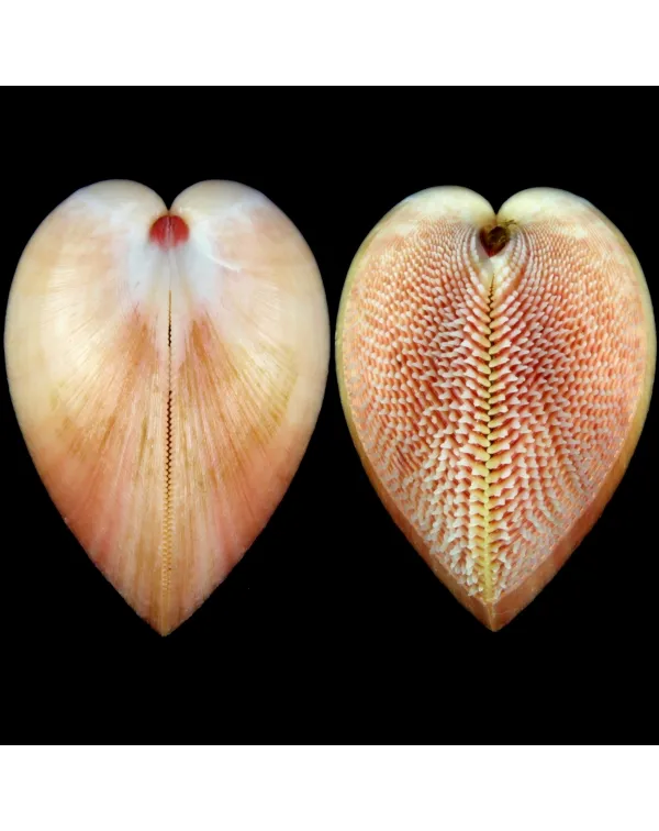 Nemocardium Bechei
