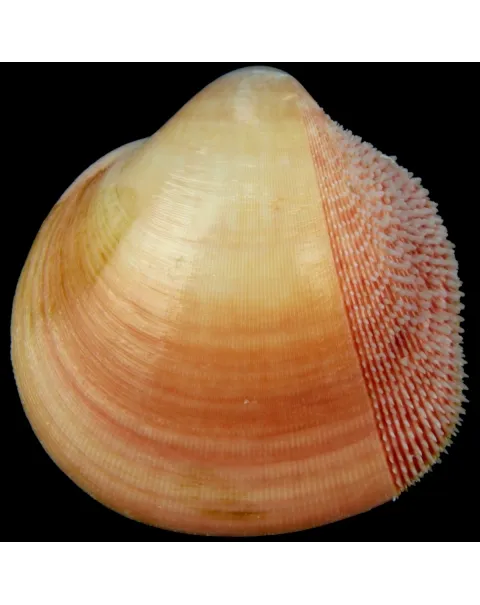 Nemocardium Bechei