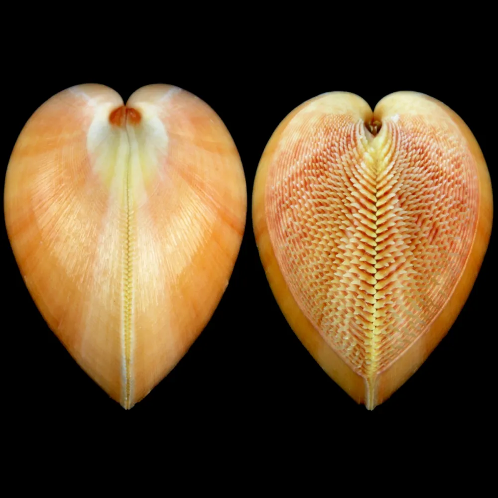 Nemocardium Bechei