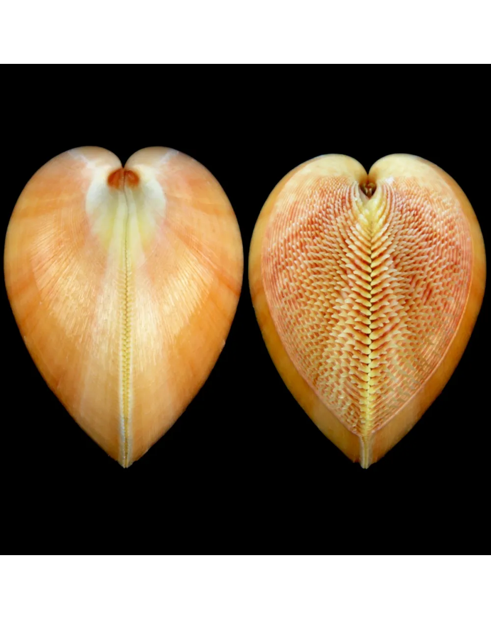 Nemocardium Bechei