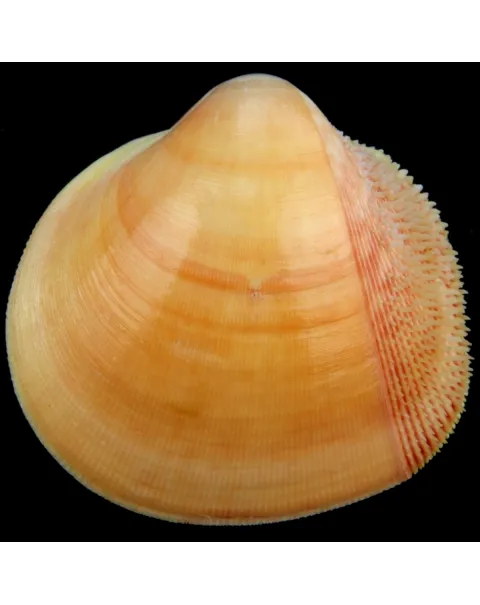 Nemocardium Bechei