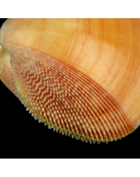Nemocardium Bechei