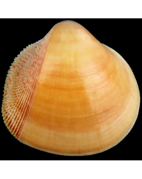Nemocardium Bechei