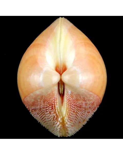 Nemocardium Bechei