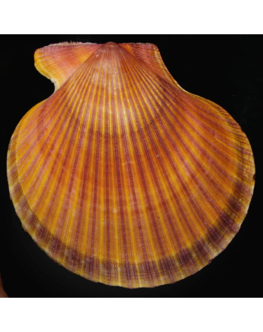 Mimachlamys Asperrima