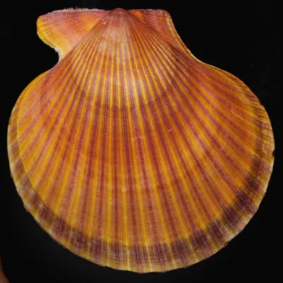 Mimachlamys Asperrima