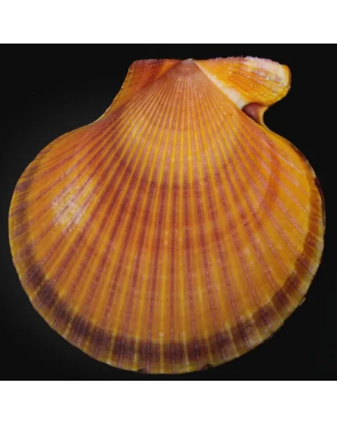 Mimachlamys Asperrima