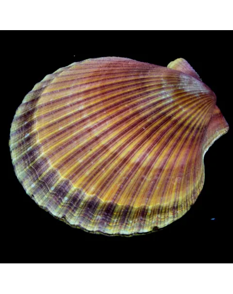 Mimachlamys Asperrima