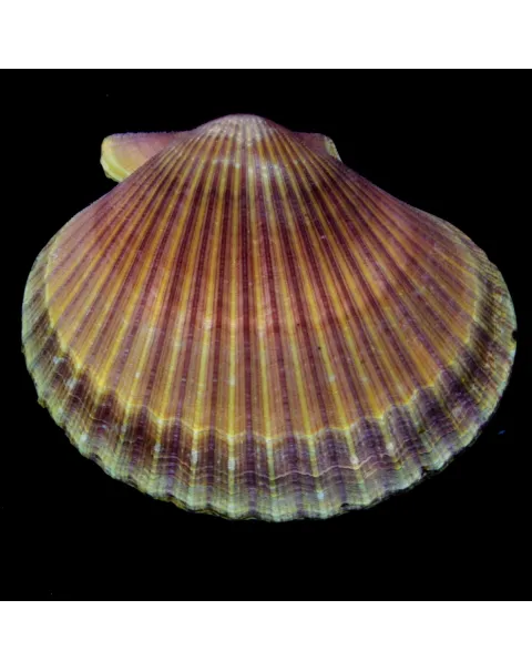 Mimachlamys Asperrima
