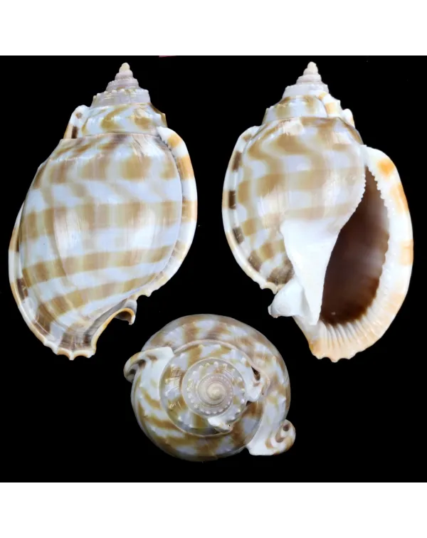 Phalium Bandatum 