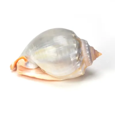Phalium Glaucum