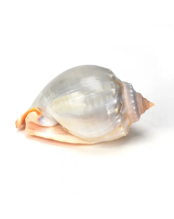 Phalium Glaucum