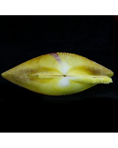 Mimachlamys Spinicostata