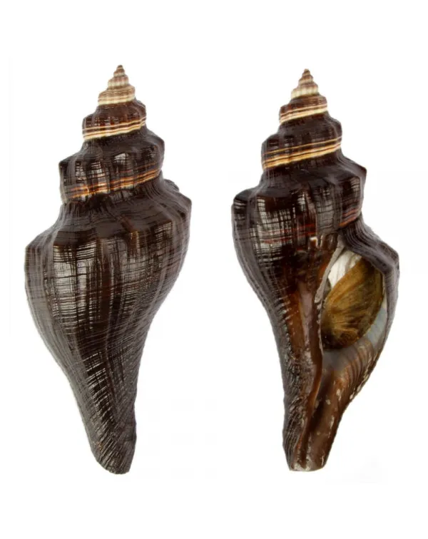 Pugilina Morio