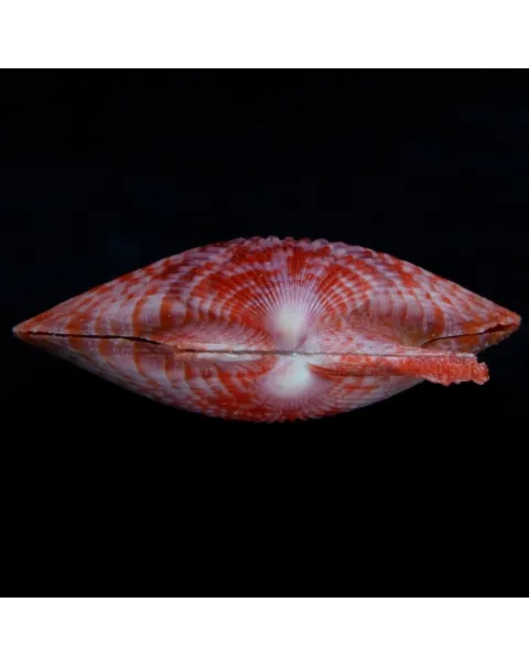 Mimachlamys Gloriosa