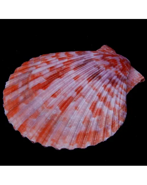 Mimachlamys Gloriosa
