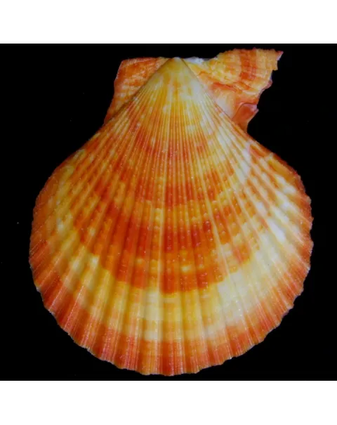 Mimachlamys Gloriosa