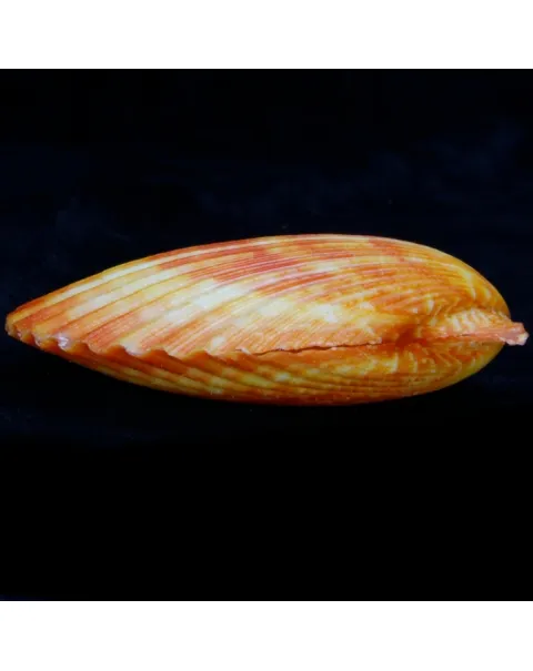 Mimachlamys Gloriosa