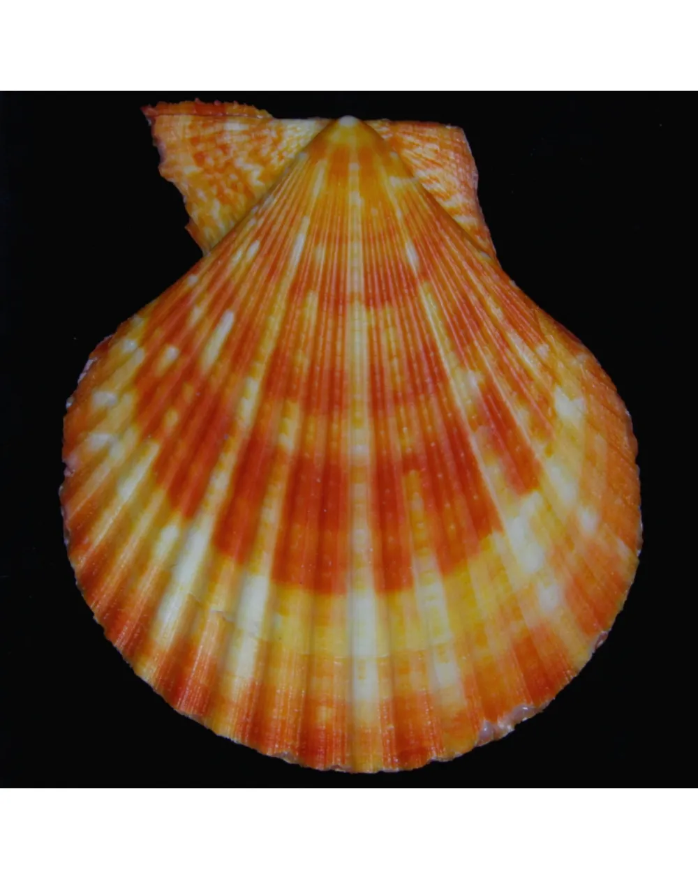 Mimachlamys Gloriosa