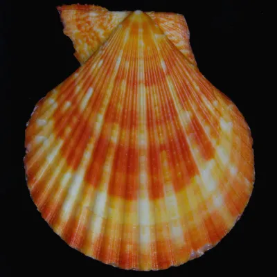 Mimachlamys Gloriosa