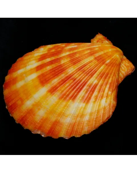 Mimachlamys Gloriosa