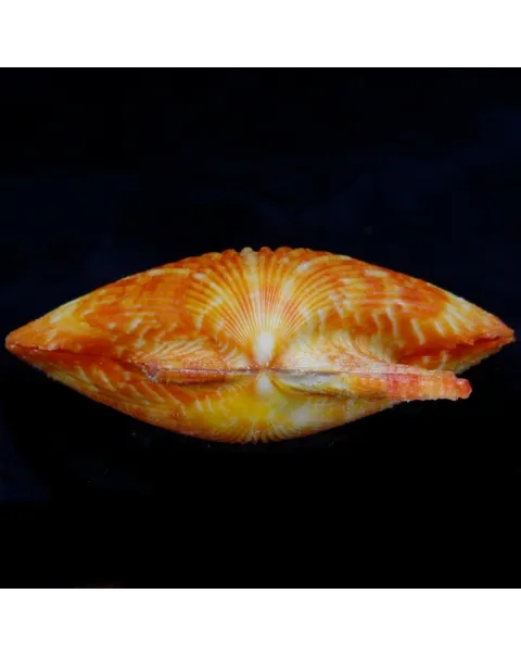 Mimachlamys Gloriosa