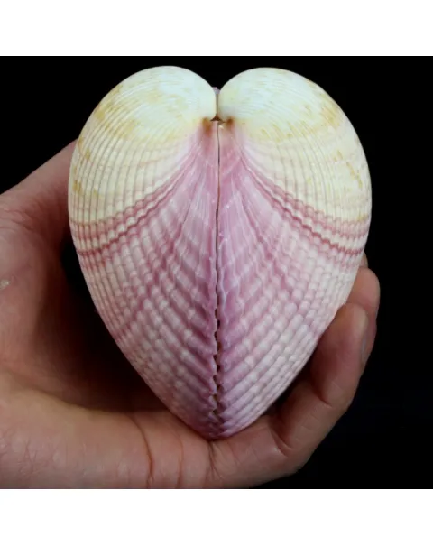 Maoricardium Pseudolima
