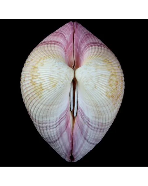 Maoricardium Pseudolima
