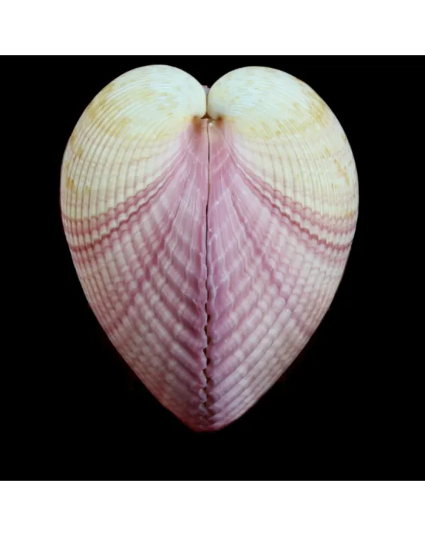 Maoricardium Pseudolima
