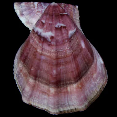 Swiftopecten Swiftii