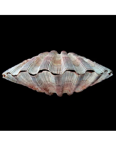 Pecten Subnodosus