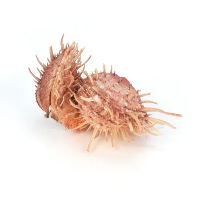 Spondylus Americanus