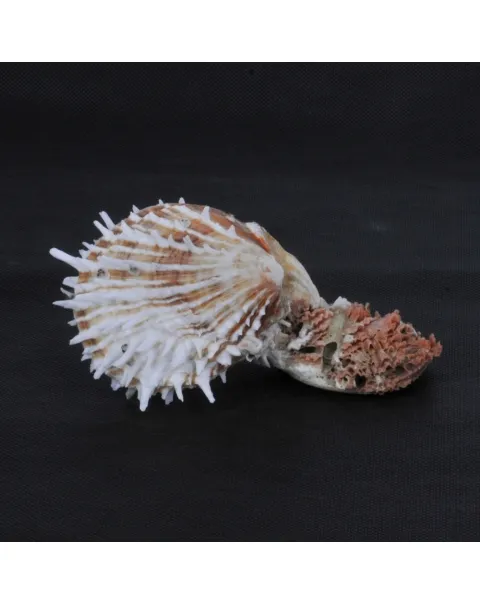Spondylus Squamosus
