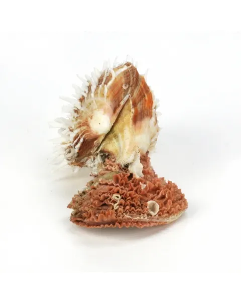 Spondylus Squamosus
