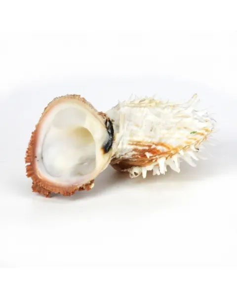 Spondylus Squamosus