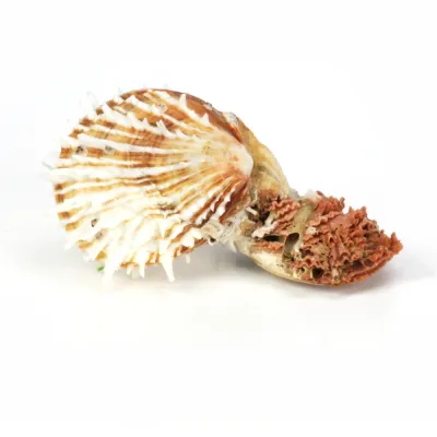 Spondylus Squamosus