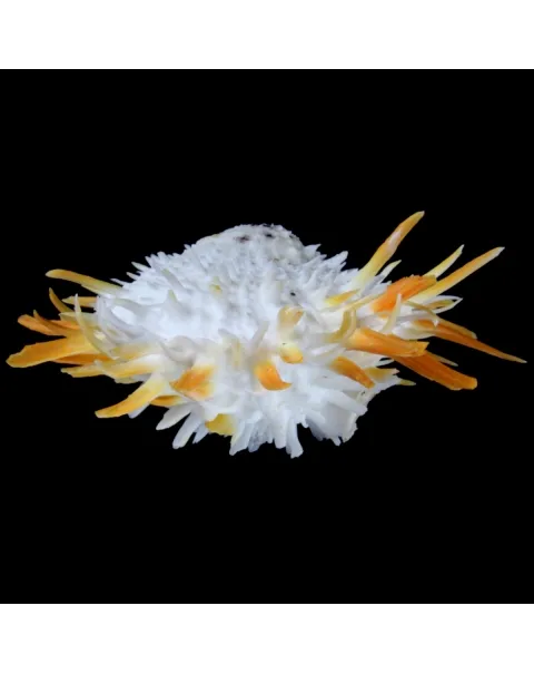 Spondylus Butleri