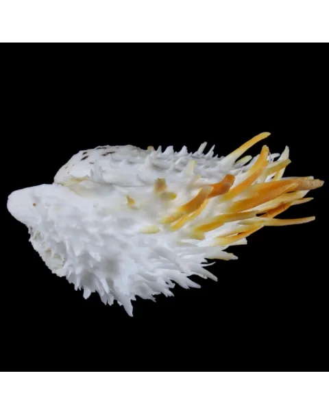 Spondylus Butleri