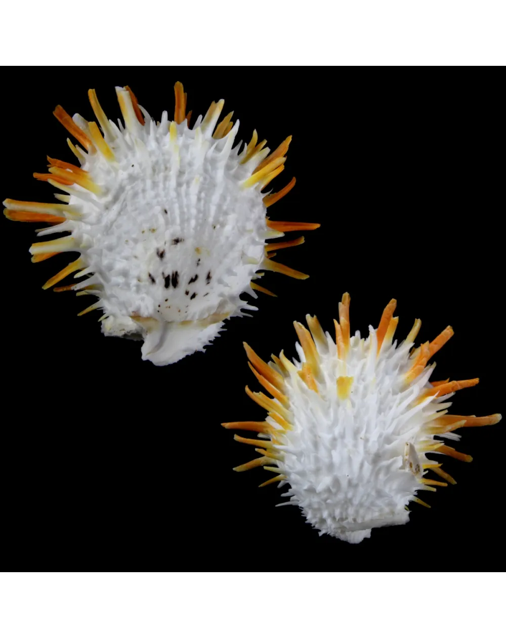 Spondylus Butleri