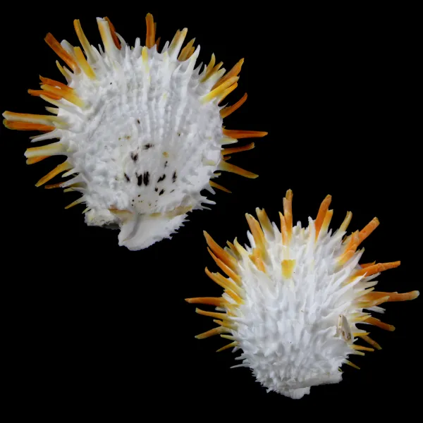 Spondylus Butleri