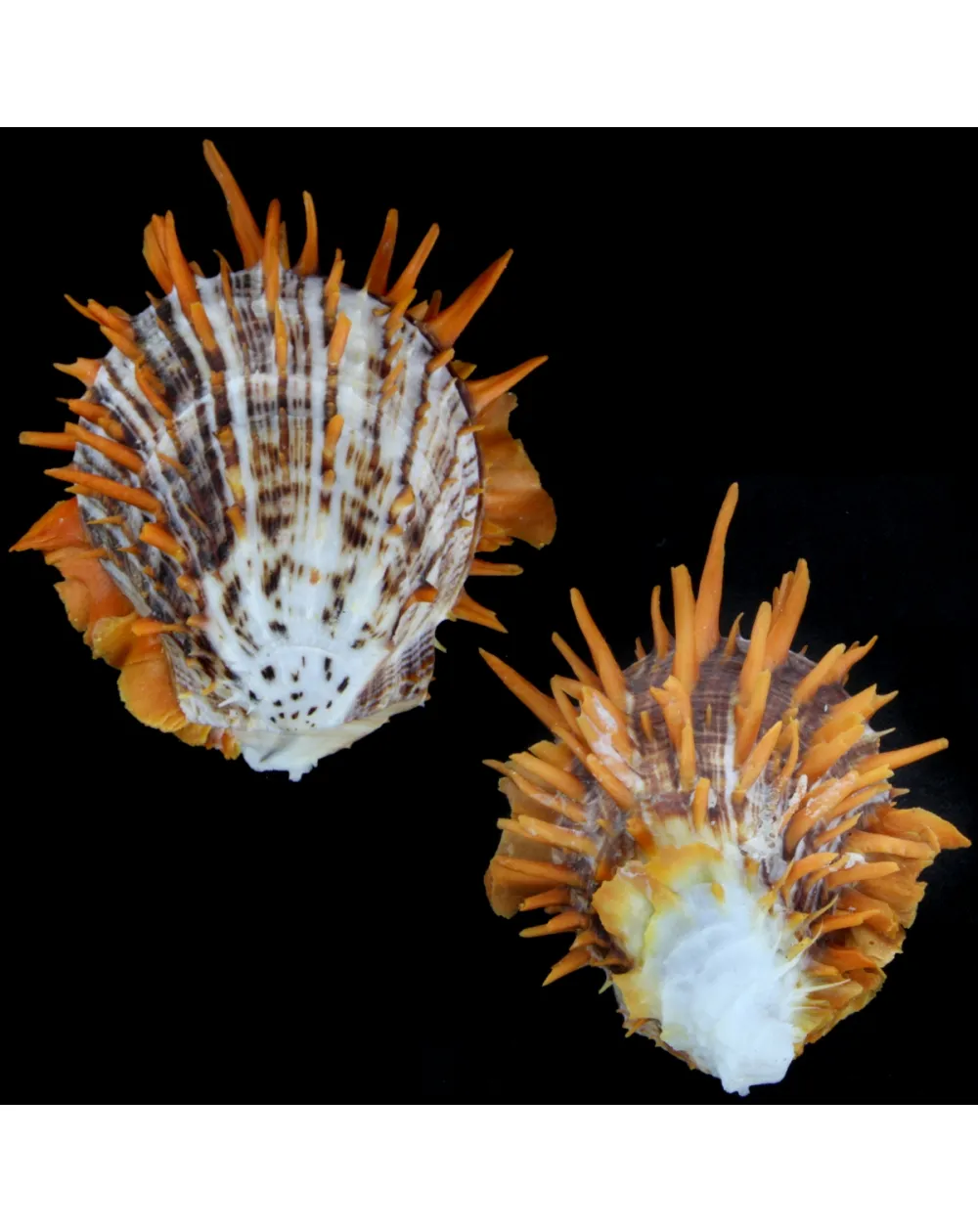 Spondylus Butleri