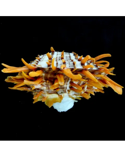 Spondylus Butleri